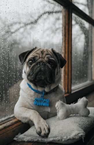 mischievous pug with stitch blue collar tag sitting by a rainy window indoors