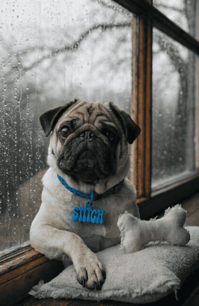 mischievous pug with stitch blue collar tag sitting by a rainy window indoors