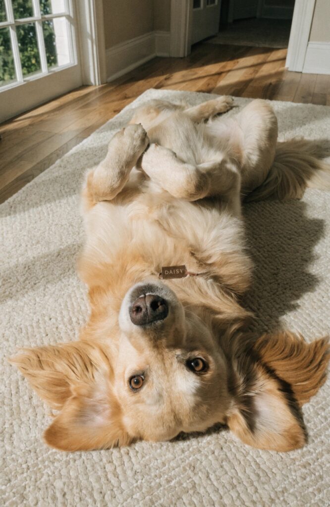 female golden retriever names elegant sitting pose