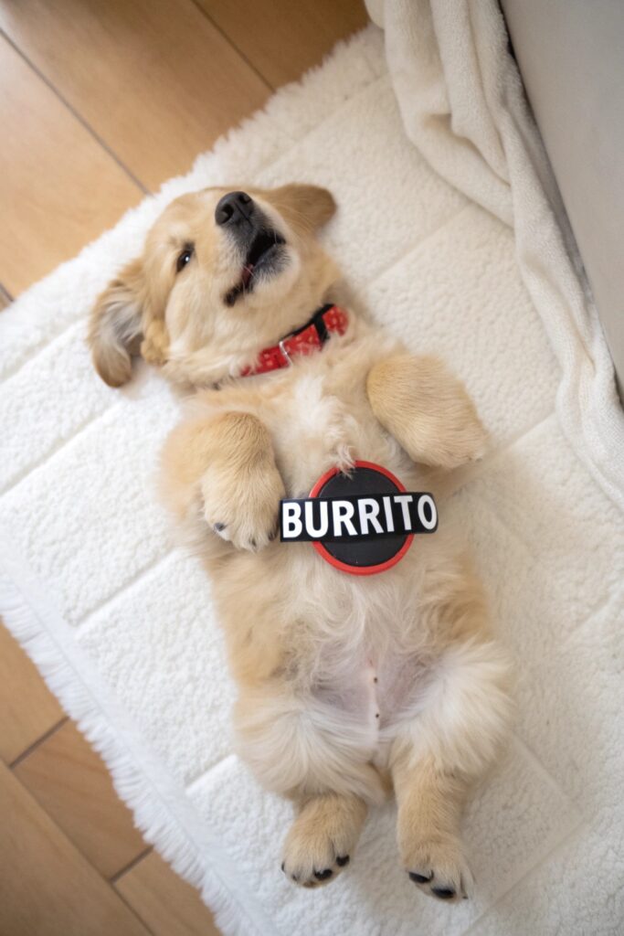 funny food inspired golden retriever puppy names