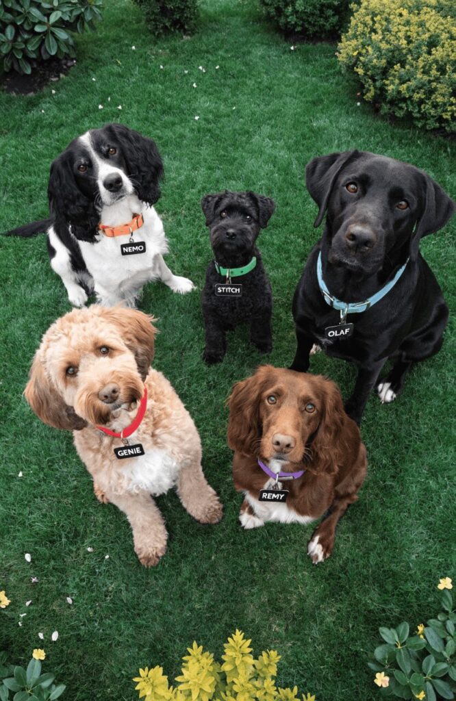 gender neutral disney dog names aerial view five dogs with nemo stitch olaf remy genie tags