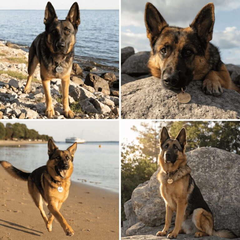 german shepherd names ideas personality type guide