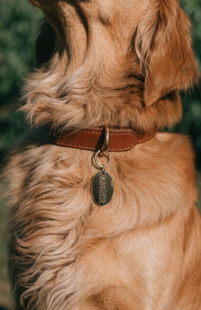 golden retriever with amber name tag close up