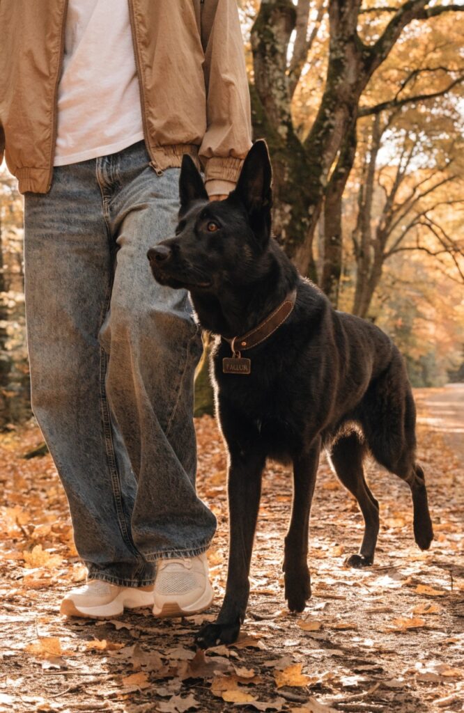 Noble loyal black German Shepherd with owner walking through forest trail