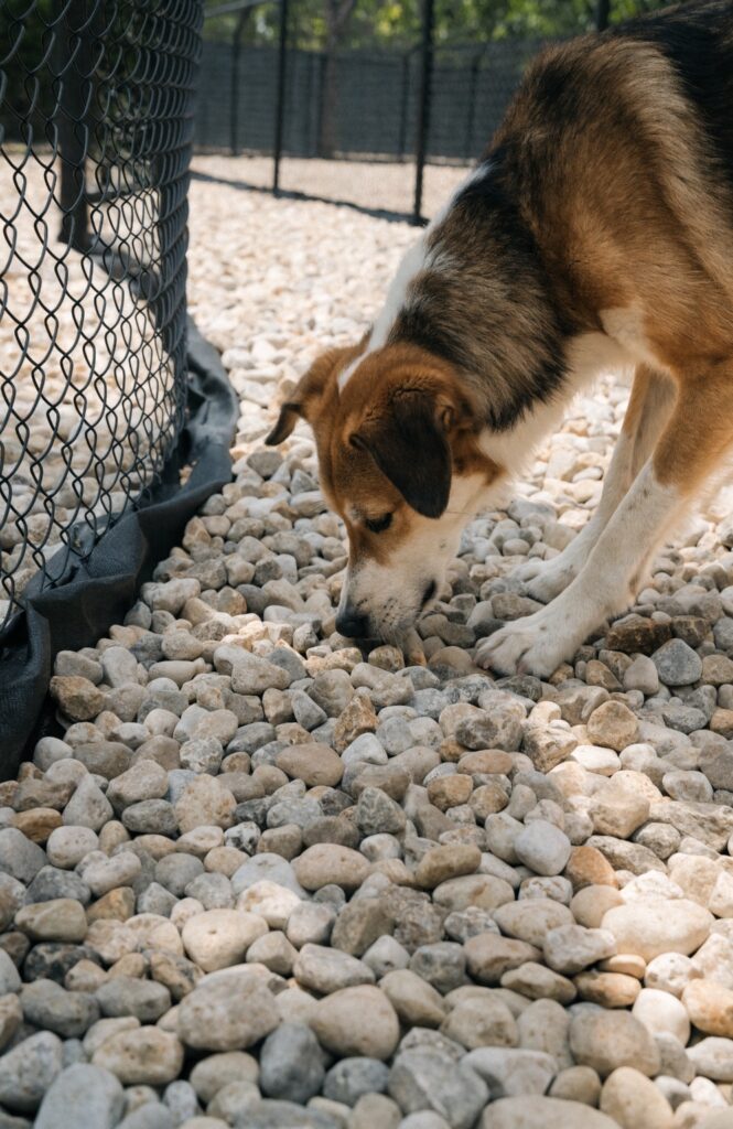 outdoor dog kennel floor with pea gravel and drainage