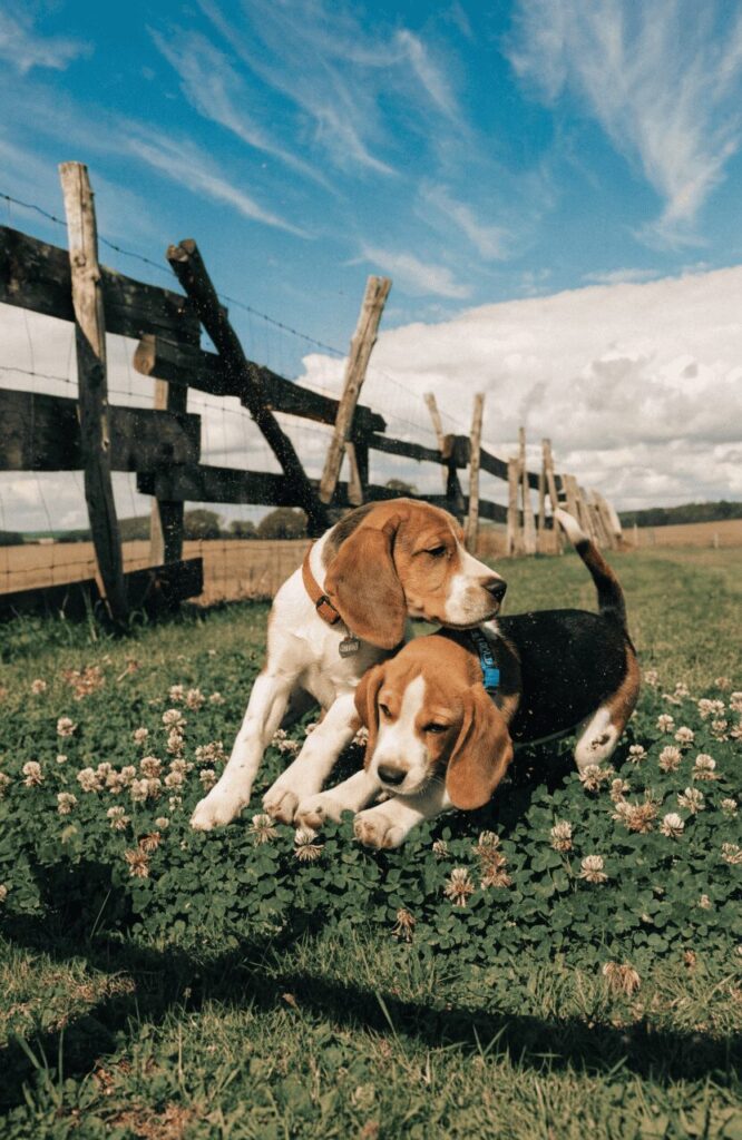 cute hunting dog names puppies in outdoor lifestyle photo