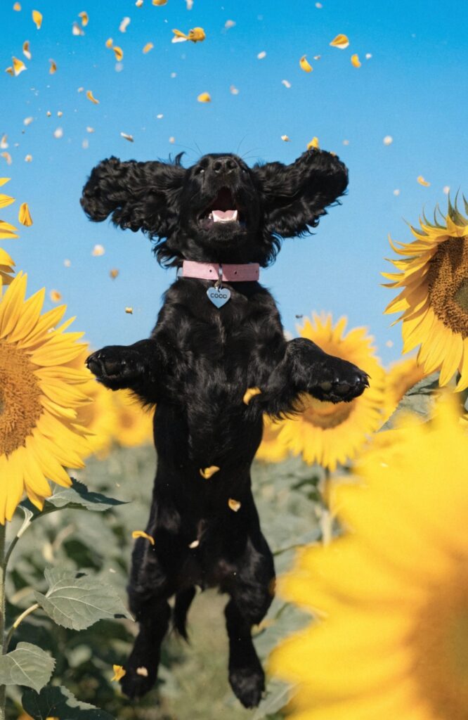 playful black Cocker Spaniel puppy mid-jump in sunny garden