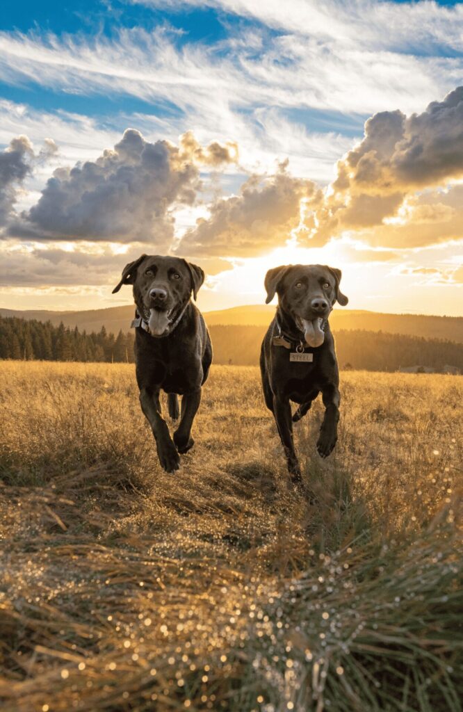 two hunting dogs with duo names in outdoor editorial photo