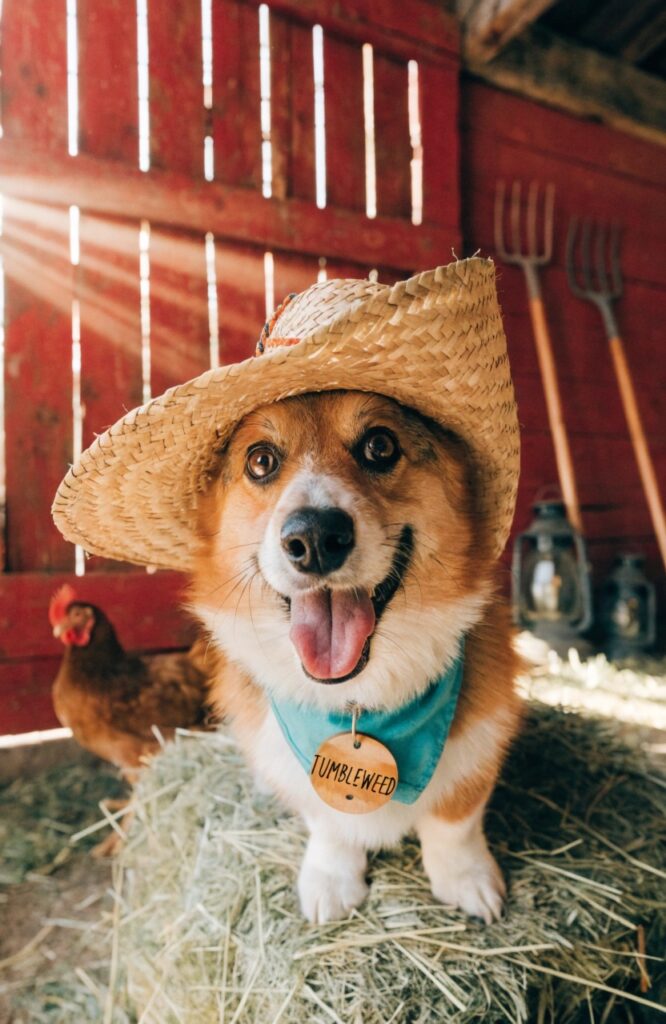 funny cute country dog names cowboy hat barn