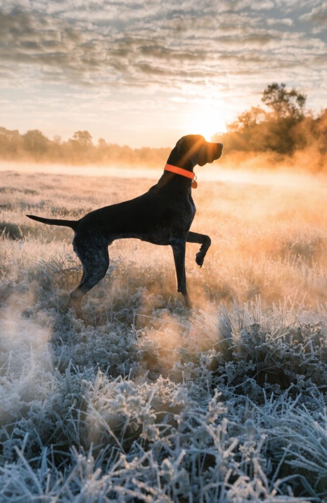hunting ranch country dog names pointer misty field