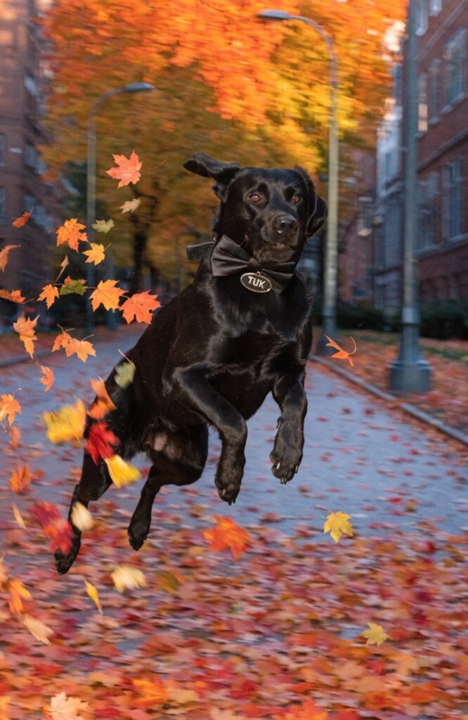 goofy black dog in bow tie leaping through swirling autumn leaves