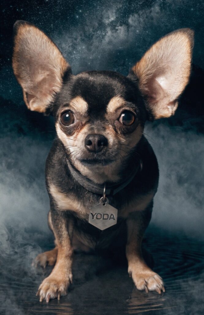 funny dog names inspired by movies and TV shows