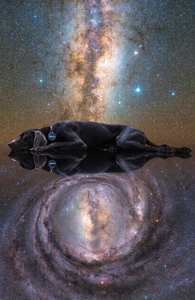 sleek black dog lying on reflective obsidian surface mirroring Milky Way galaxy