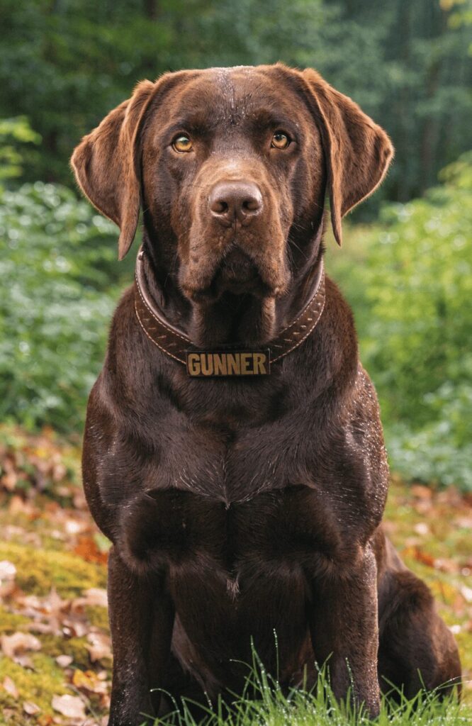 strong hunting dog names male shown on engraved name tag