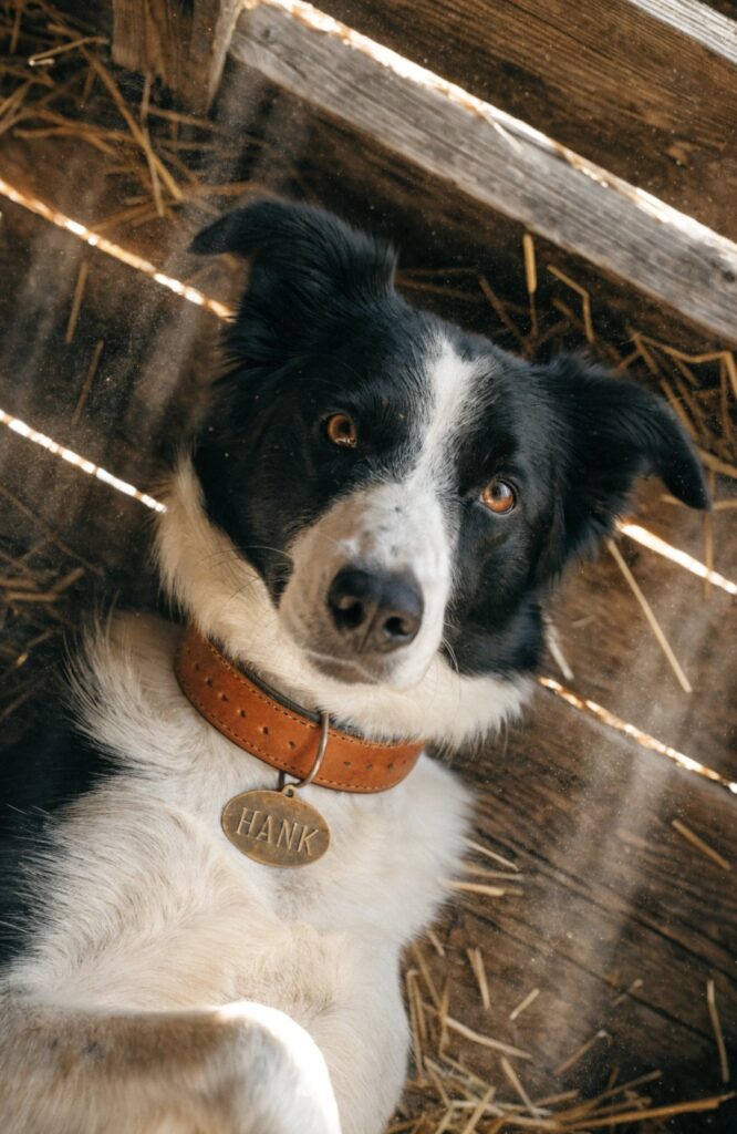 male border collie with cowboy name collar outdoors