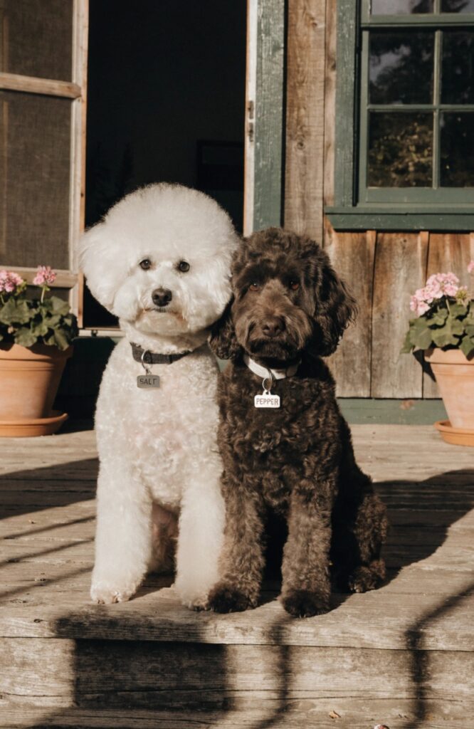 funny matching duo dog names for two dogs