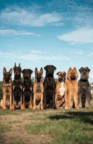 best guard dogs for women showing eight powerful protection dog breeds in a composed outdoor setting