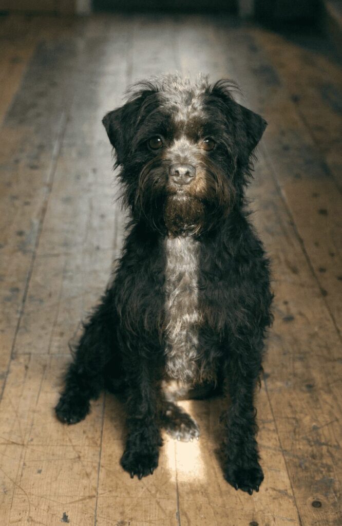 Affenpinscher black shaggy coat sitting on rustic wooden floor