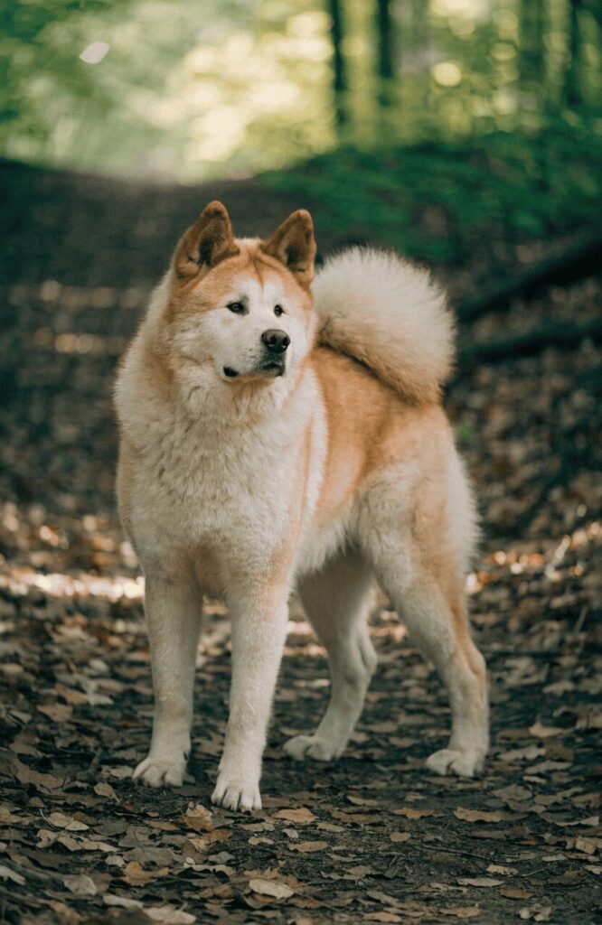realistic Akita dog outdoor natural setting