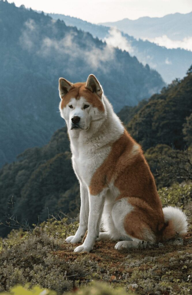 Akita dog with thick coat in a serene Japanese mountain landscape