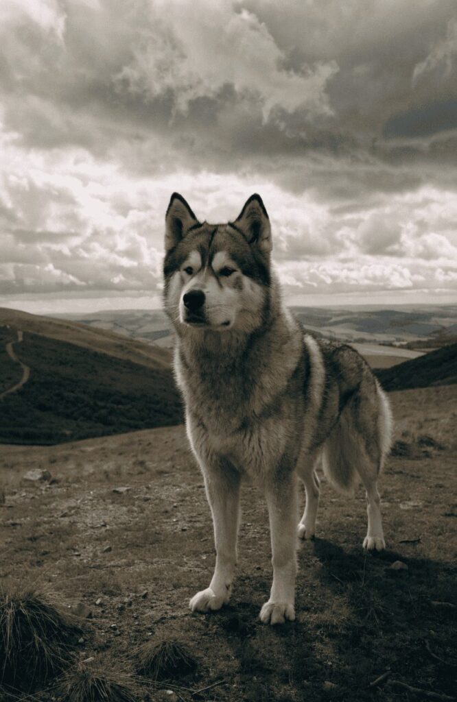 Alaskan Malamute standing on rolling hills under dramatic overcast sky