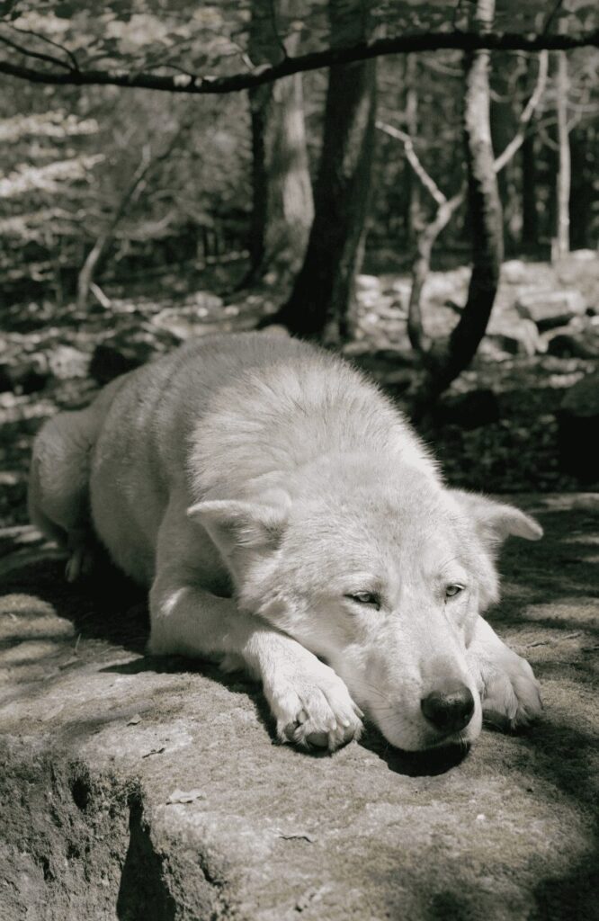 American Alsatian resting in dappled forest light showing massive calm presence