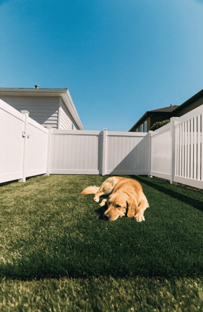 artificial turf dog run in a backyard for dogs, clean and mud-free