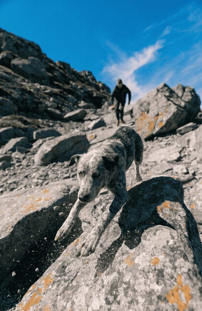 Australian Cattle Dog Blue Heeler relentless active hiking