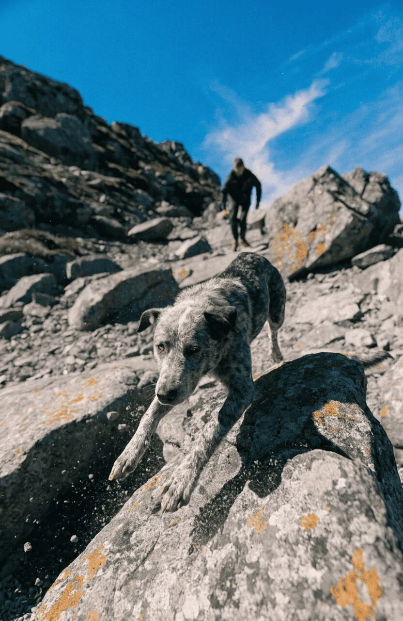 Australian Cattle Dog Blue Heeler relentless active hiking