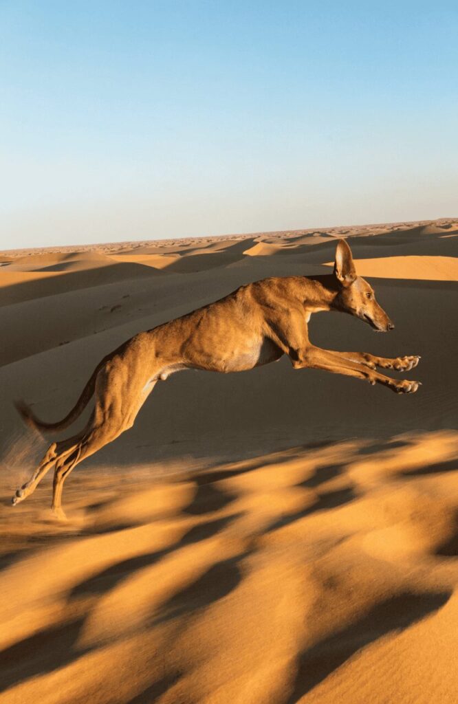 azawakh rare sighthound from west africa