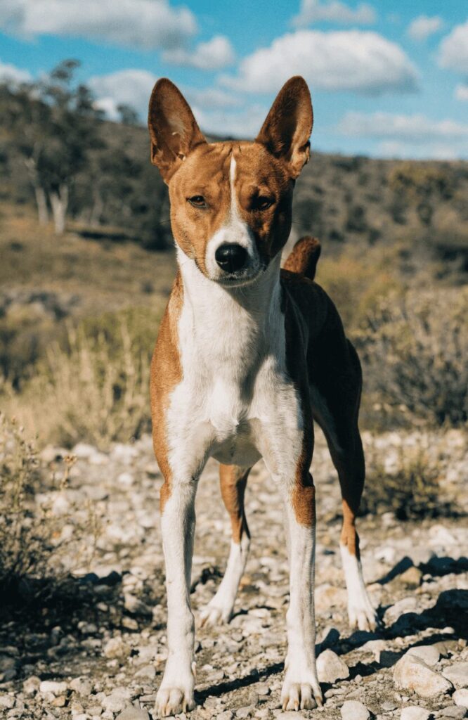Basenji dog with erect ears unique expression