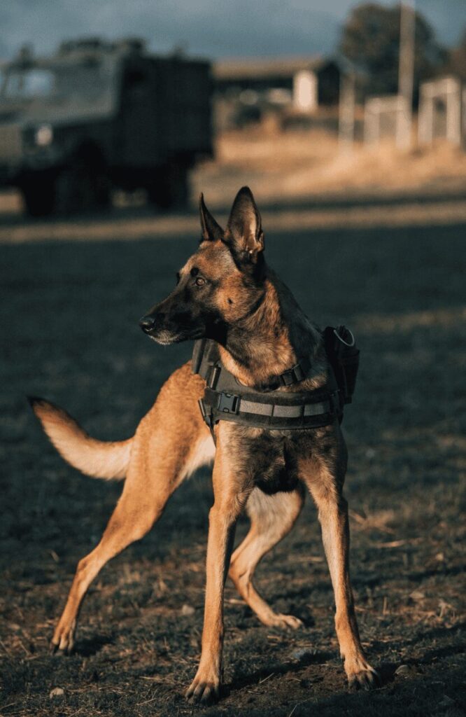 Belgian Malinois in tactical working position