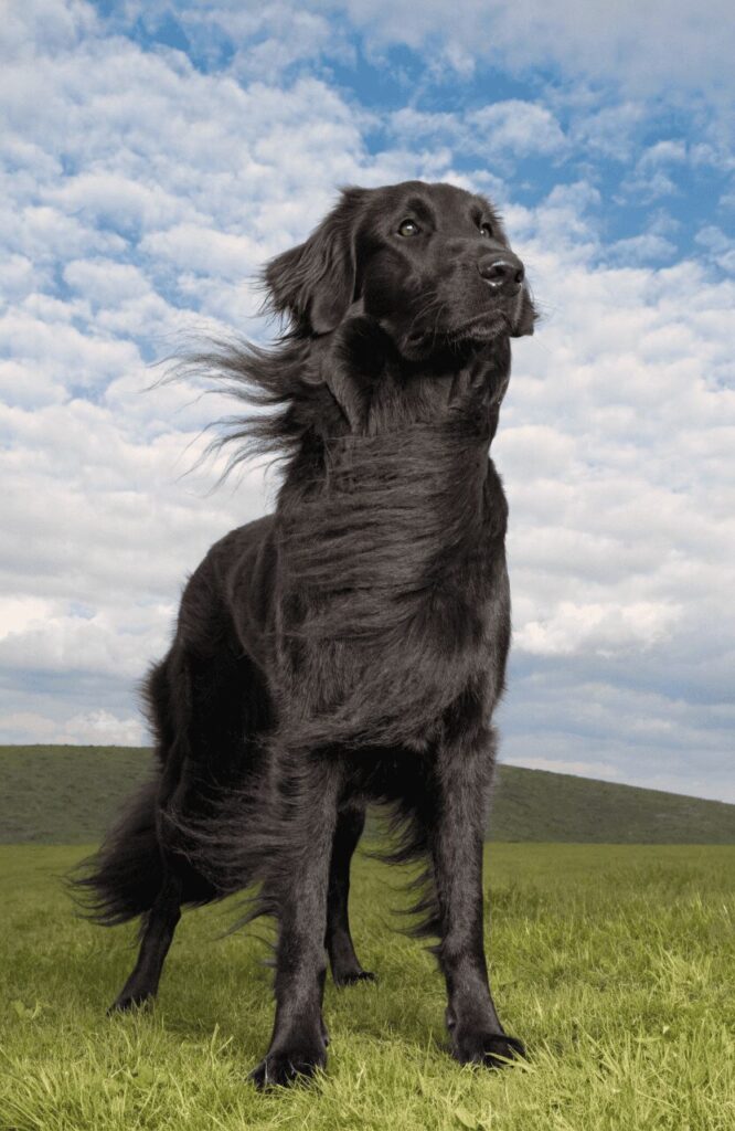 Belgian Sheepdog Groenendael all black long flowing coat