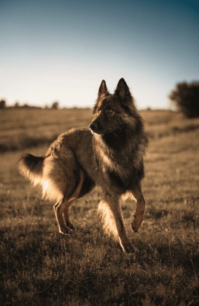 Belgian Tervuren with mahogany coat standing at golden hour
