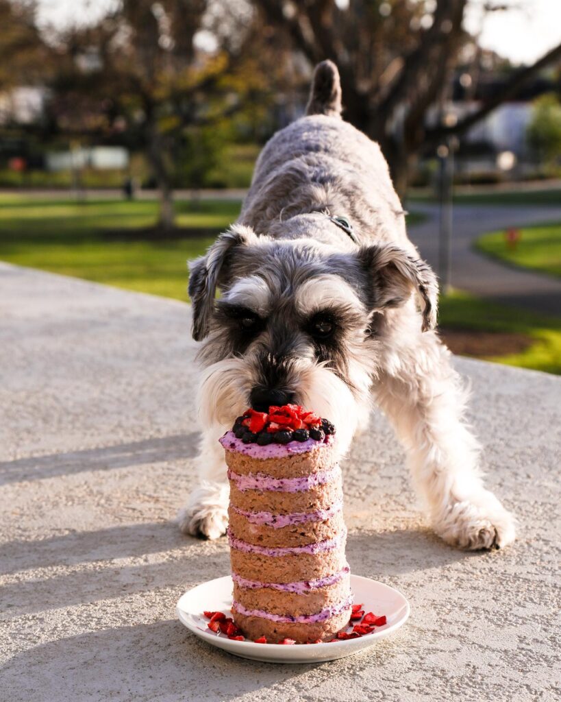 Berry Oatmeal Pup Layer Cake