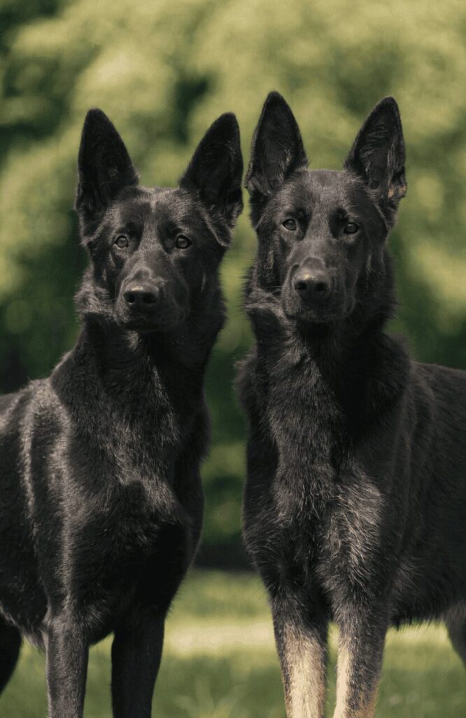 bicolor vs solid black German Shepherd coat marking difference close up