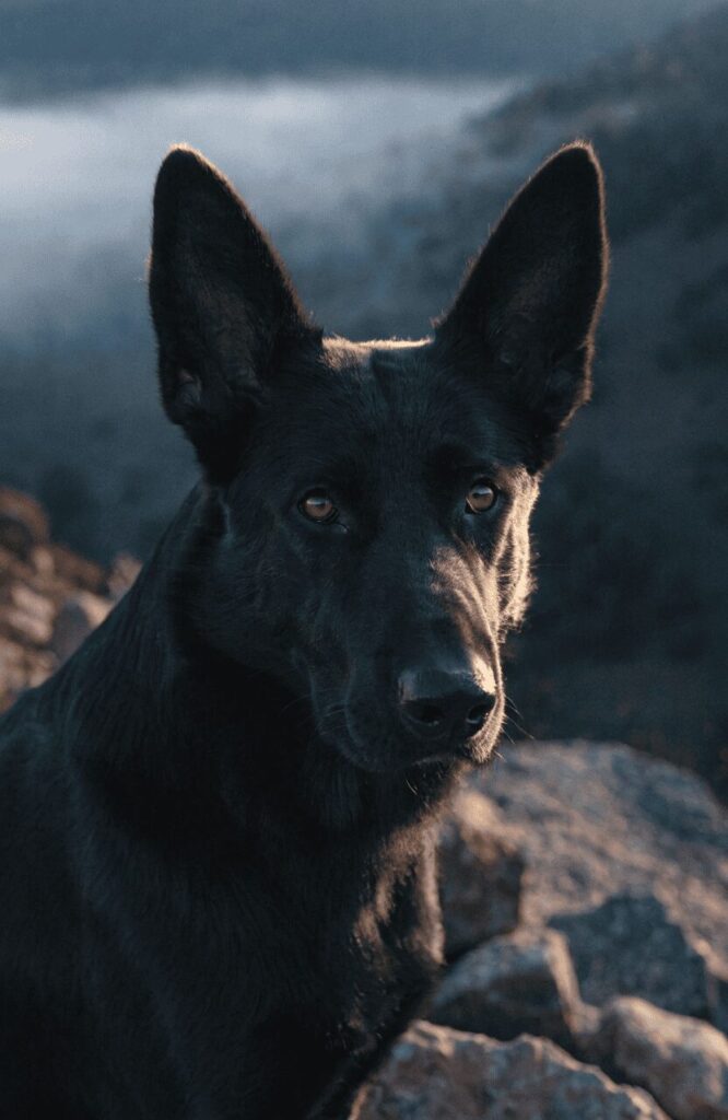 Black GSD Training Tips breed traits cinematic portrait outdoors