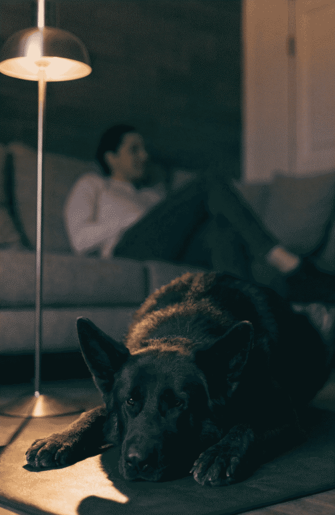 german shepherd lying calmly on mat indoor cinematic photography