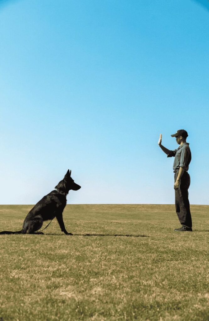 black GSD learning core obedience commands with handler