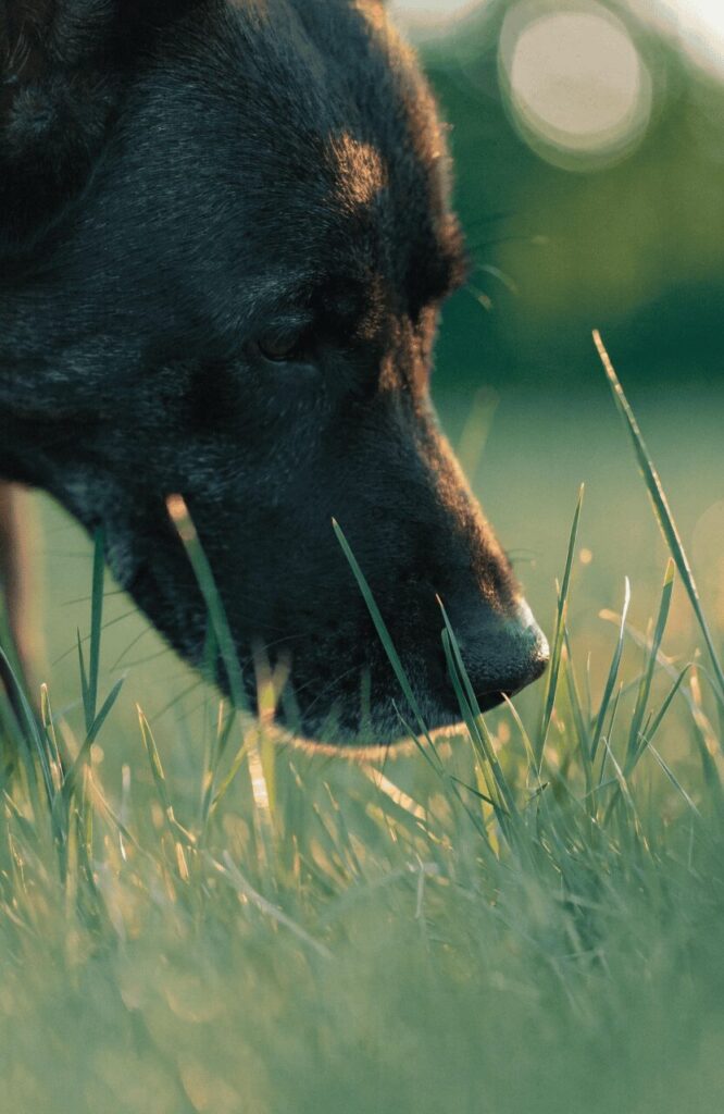 Black GSD Training Tips mental enrichment nose work outdoor scene