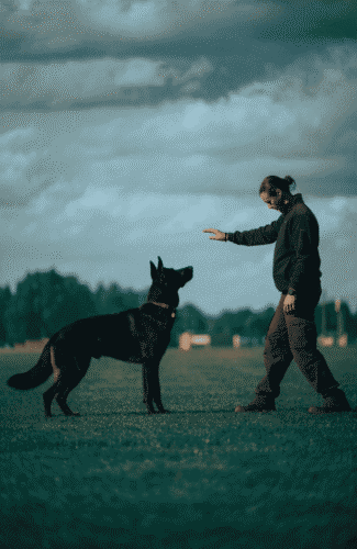 professional dog trainer working with black german shepherd field