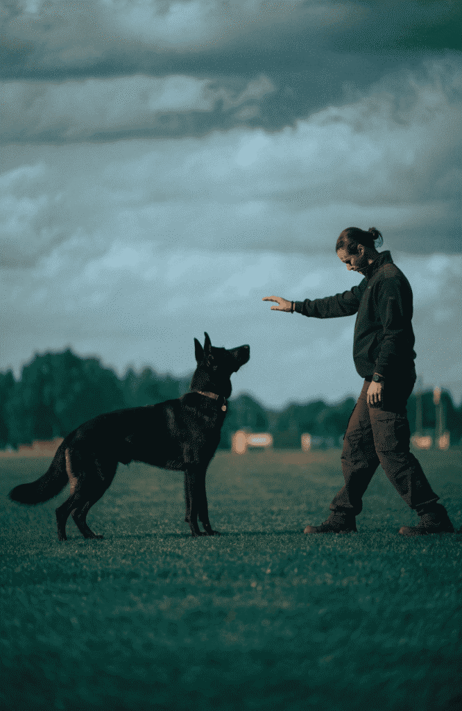 professional dog trainer working with black german shepherd field