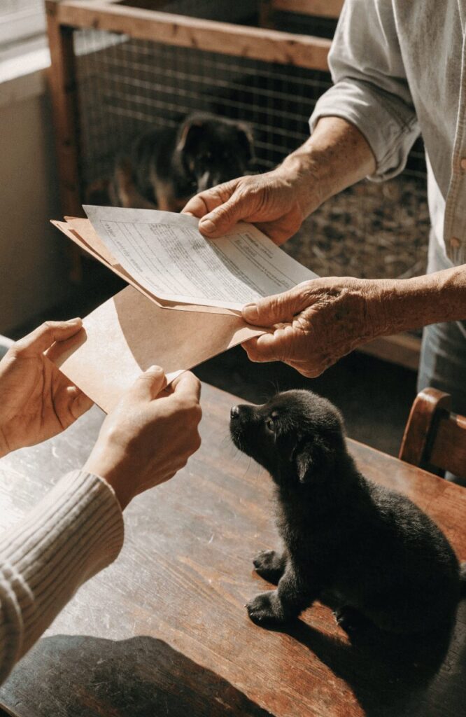 Black GSD vs Normal GSD price breeder premium puppy certificate