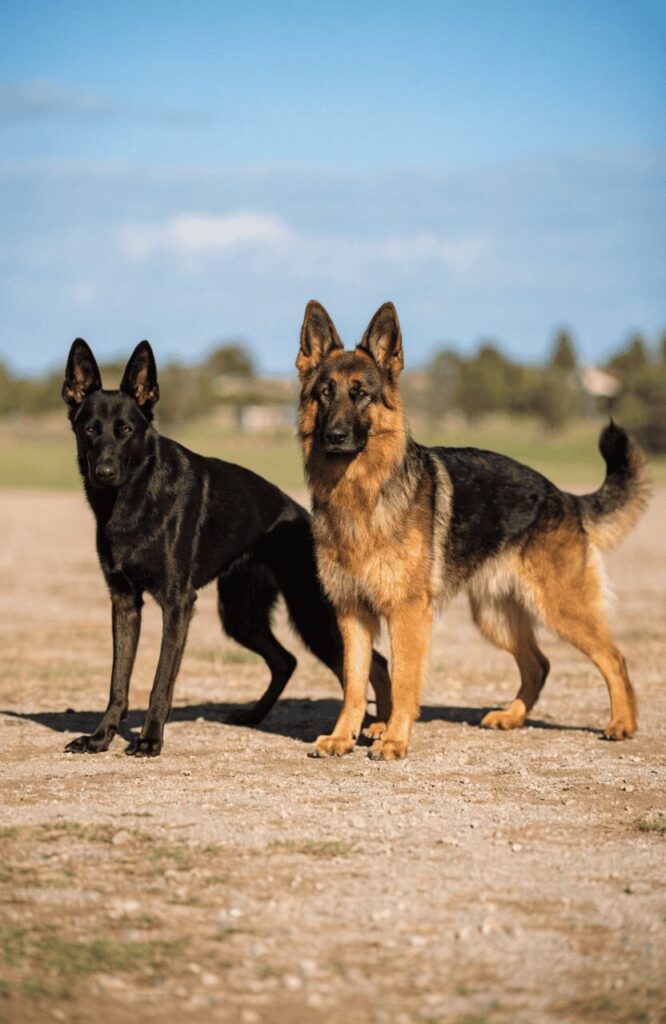 black GSD working line dog training field versus show line GSD stance