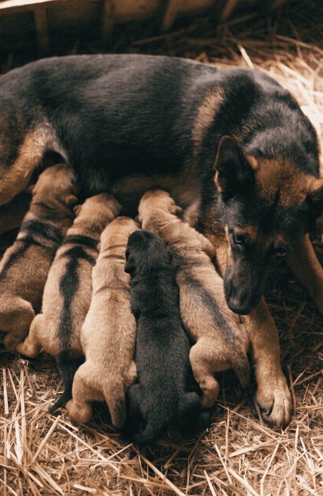 black German Shepherd coat color genetics parent dogs puppy litter