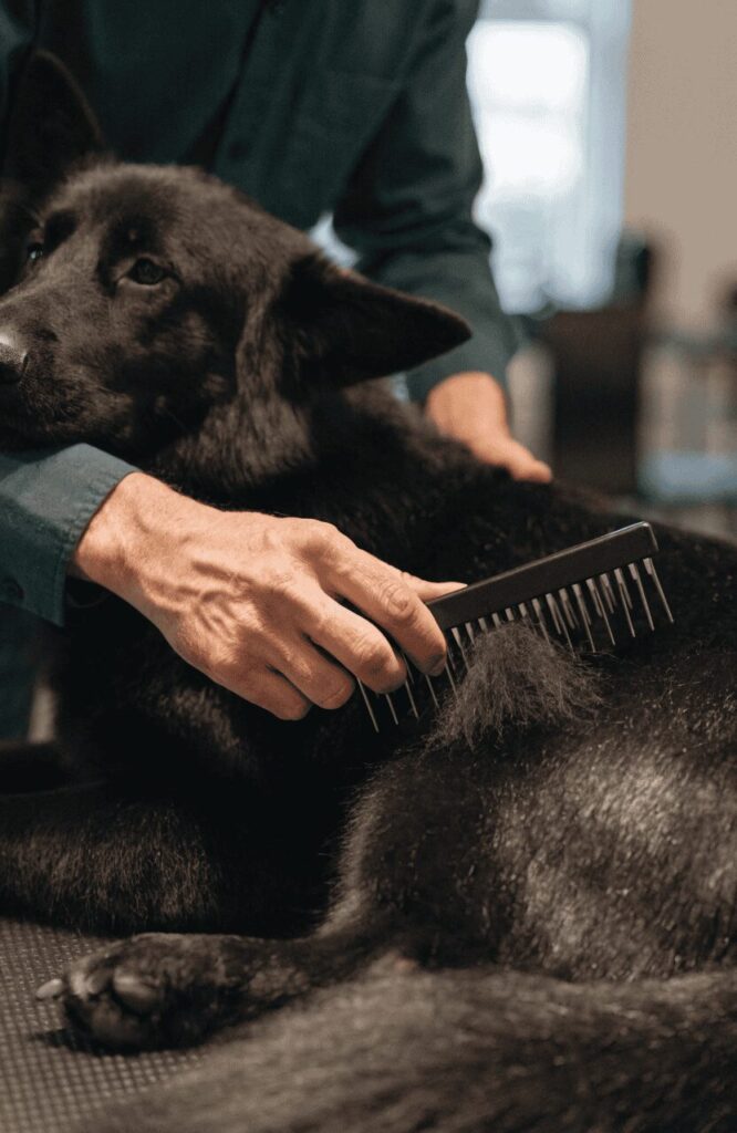 black German Shepherd grooming shedding undercoat brushing at home