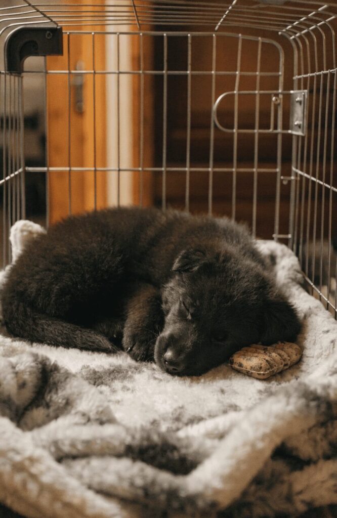 german shepherd puppy resting comfortably inside open training crate