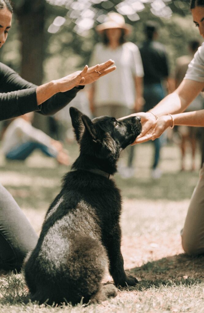 black german shepherd puppy outdoor socialization park scene