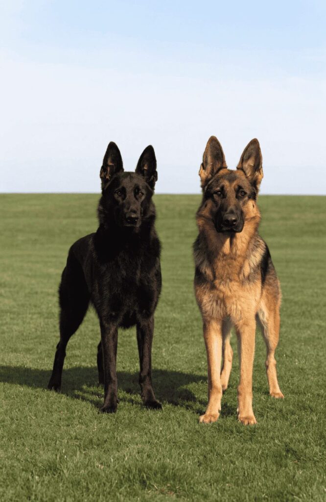 Black German Shepherd vs Normal German Shepherd same breed comparison