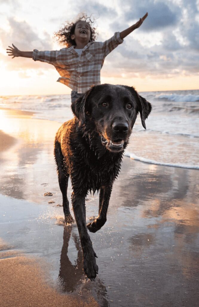 black Labrador Retriever running joyfully on beach at sunset